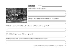 Rothirsch-Fragen-1.pdf